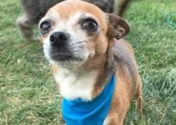 Buscan a un perro perdido en Plaza Huincul