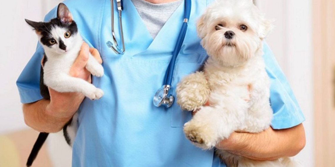Guardia veterinaria en Cutral Co y Plaza Huincul