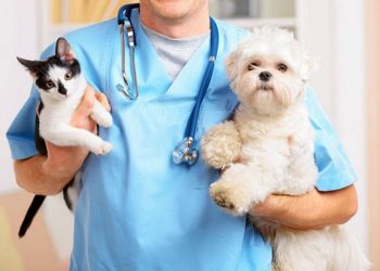 Guardia veterinaria en Cutral Co y Plaza Huincul