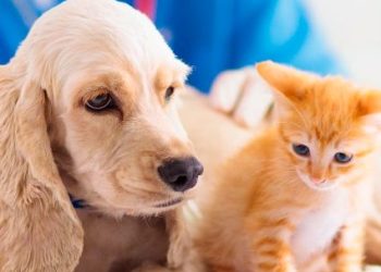 Veterinaria de Turno en Plaza Huincul y Cutral Co