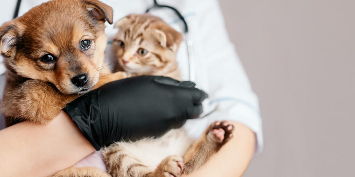 Veterinaria de turno en Cutral Co y Plaza Huincul