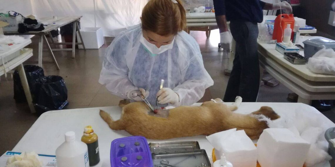 Proteccionistas piden sedes vecinales para castraciones en Cutral Co y Plaza Huincul