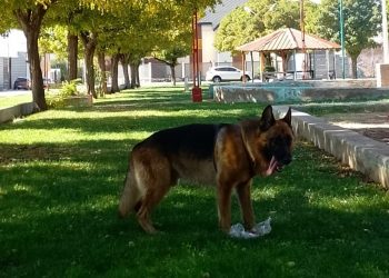 Buena noticia: apareció Zeus, el perro de la familia del barrio Ruca Quimey