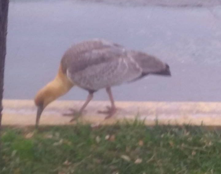 Medio Ambiente de Huincul recomienda no intervenir en la migración de aves