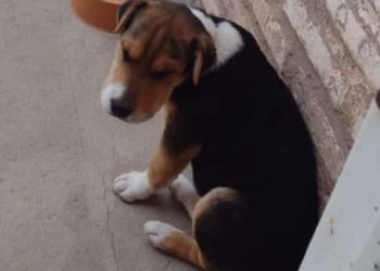Bombero de Plaza Huincul busca a su mascota