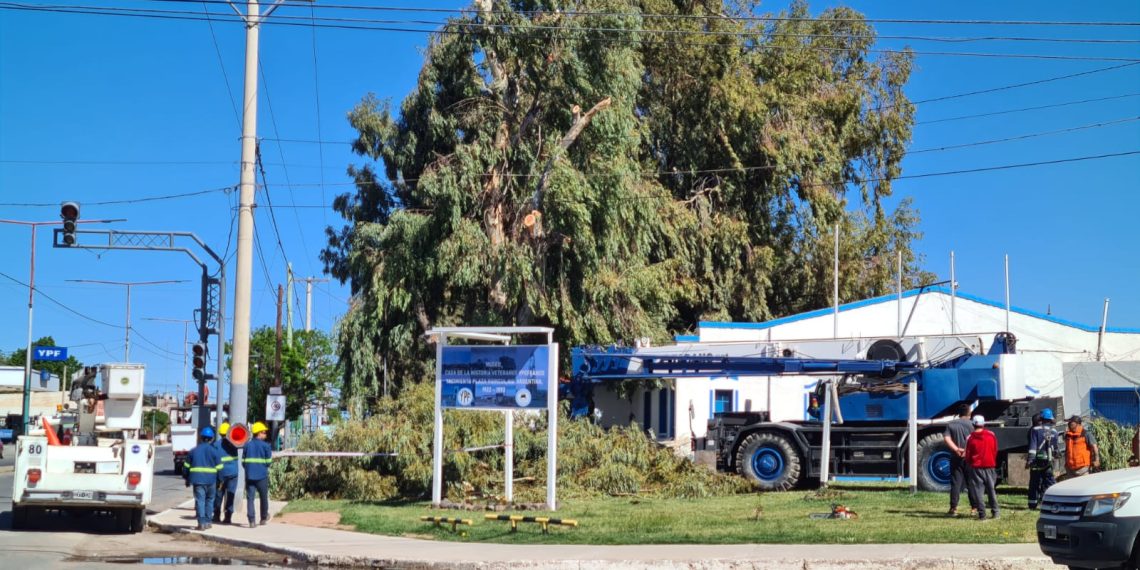 Terminaron la poda de árboles en un espacio verde de Plaza Huincul