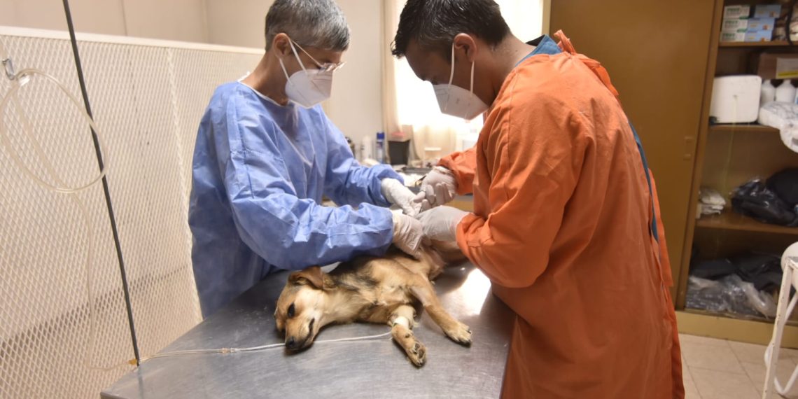 Zoonosis de Plaza Huincul reactivó las castraciones