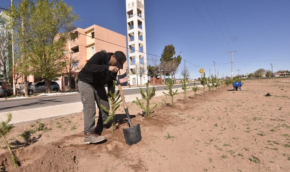 Plaza Huincul: se robaba cuatro pinos y lo vieron por las cámaras