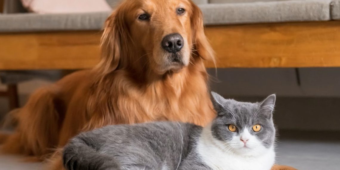 Veterinaria de turno este domingo en Plaza Huincul y Cutral Co