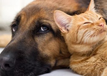 Veterinaria de turno en Cutral Co y Plaza Huincul para este domingo