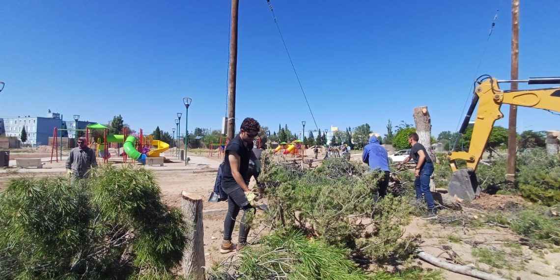 Huincul: Retiraron 5 pinos en el expredio del Ferrocarril, pero plantarán nuevos