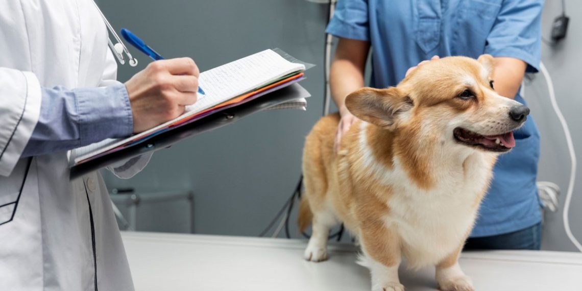 Esta es la veterinaria de guardia para el 31 en Cutral Co y Plaza Huincul