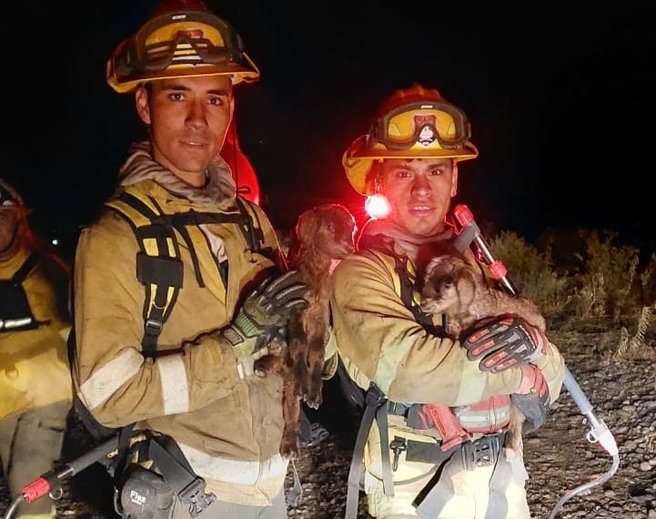 Añelo: Bomberos rescataron chivitos