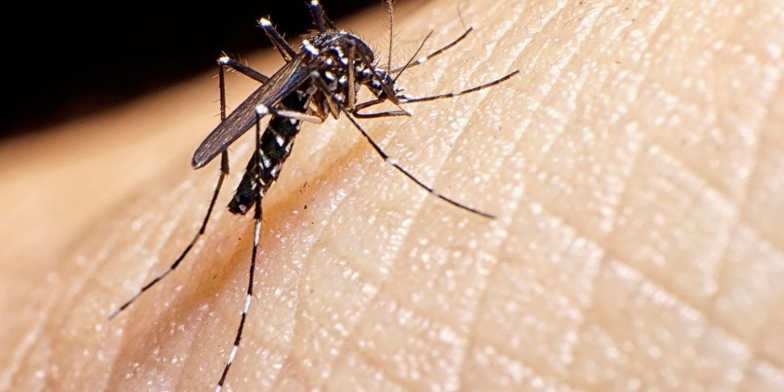 Hay un nuevo caso sospechoso de dengue en la provincia de Neuquén