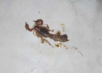 Preocupan los alacranes en el barrio Brentana, de Cutral Co