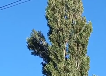 Plaza Huincul: Luego de 6 días lograron bajar un gato de un álamo