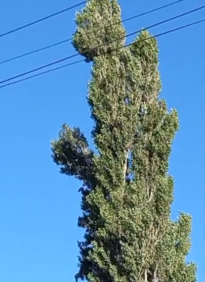 Plaza Huincul: Luego de 6 días lograron bajar un gato de un álamo