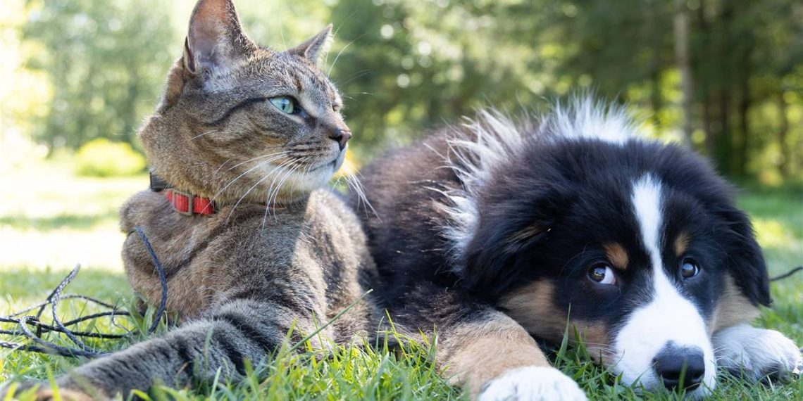 Guardia veterinaria para este domingo en Plaza Huincul y Cutral Co