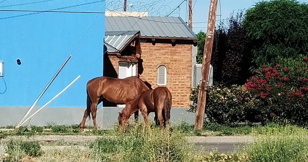 Cutral Co: Caballos sueltos generan sorpresa en el barrio Ruca Quimey