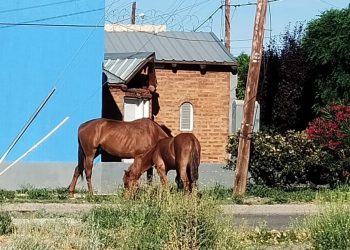 Cutral Co: Caballos sueltos generan sorpresa en el barrio Ruca Quimey