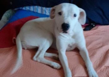 ¡Se busca! Perra Dogo perdida en Plaza Huincul