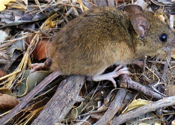 Se confirmó que hay una adolescente internada por Hanta Virus en Neuquén