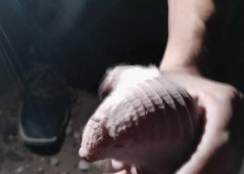 Añelo: Trabajadores encontraron un pichiciego en el yacimiento Loma Campana