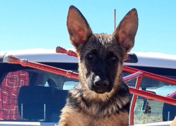 Plaza Huincul: Se reencontró con su perro y denunció a su vecino