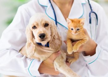 Esta es la veterinaria de guardia en Cutral Co y Plaza Huincul