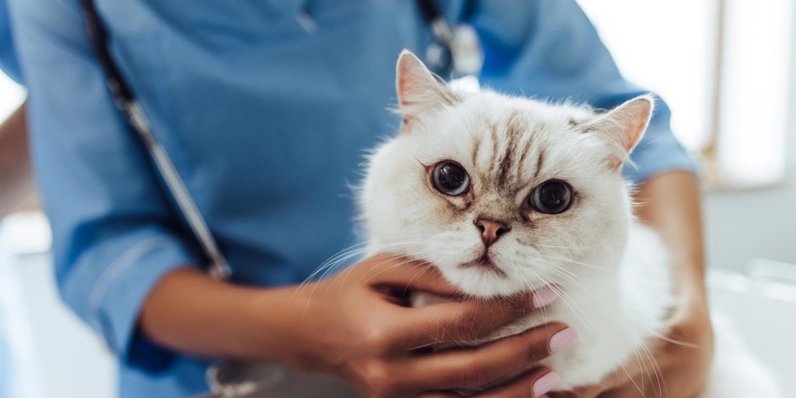 ¿Cuál es la veterinaria de guardia en Cutral Co y Plaza Huincul?