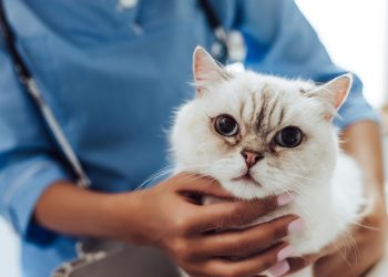 ¿Cuál es la veterinaria de guardia en Cutral Co y Plaza Huincul?