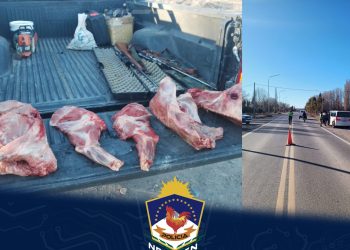 Decomisaron carne de jabalí faenada en Picún Leufú