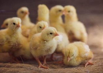 Habrá una capacitación sobre cría de aves en Cutral Co