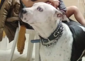 Buscan una mascota que fue robada a un niño con discapacidad