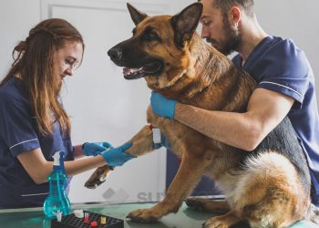Esta es la veterinaria de turno para Cutral Co y Plaza Huincul