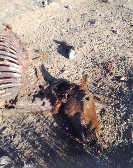 Plaza Huincul: Productores alertan faena ilegal de caballos