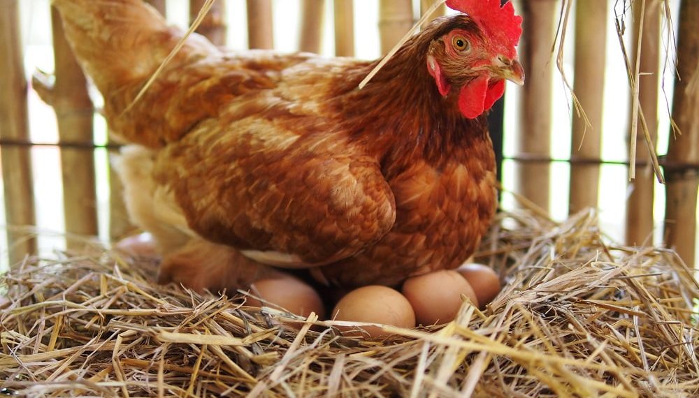 Convocan a una nueva capacitación en Cría y Manejo de Aves en Cutral Co