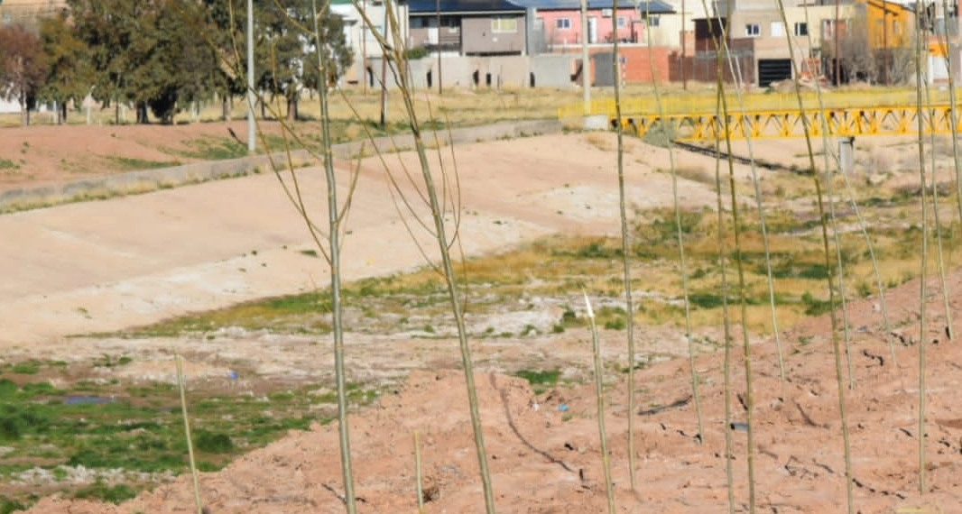 Se robaron los álamos del barrio 25 de Mayo en Huincul