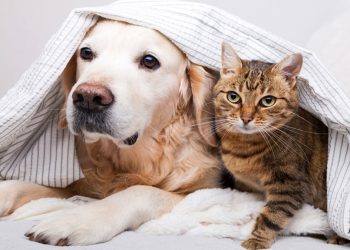 Esta es la veterinaria de guardia para Cutral Co y Huincul