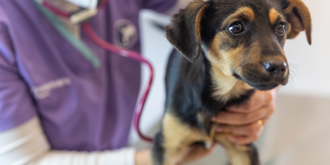 Veterinaria de guardia para este domingo en Cutral Co y Plaza Huincul