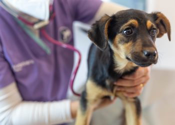 Veterinaria de guardia para este domingo en Cutral Co y Plaza Huincul