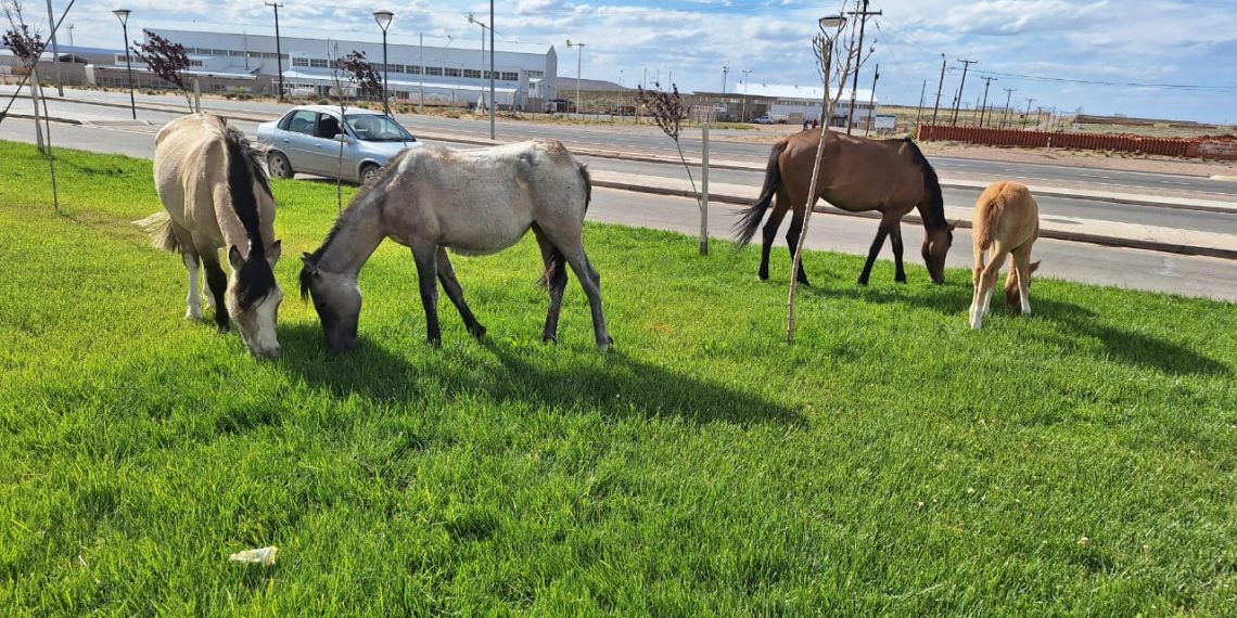 Caballos aprovecharon el pasto a la vera de la Ruta 22 en Cutral Co