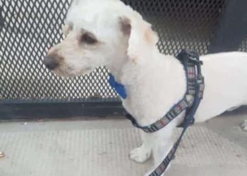 Cutral Co: Buscan a Choco