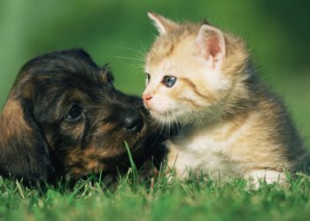 Veterinaria de turno en Cutral Co y Huincul para este domingo