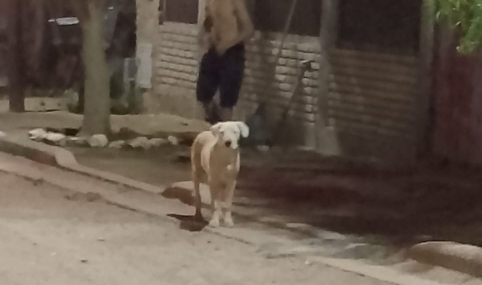 Vecinos del barrio Peñi denuncian ataques de perros dogo