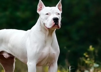 Un niño fue mordido por un perro en Cutral Co