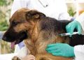 Cutral Co: Habrá campaña de vacunación antirrábica en conmemoración al Día del Animal
